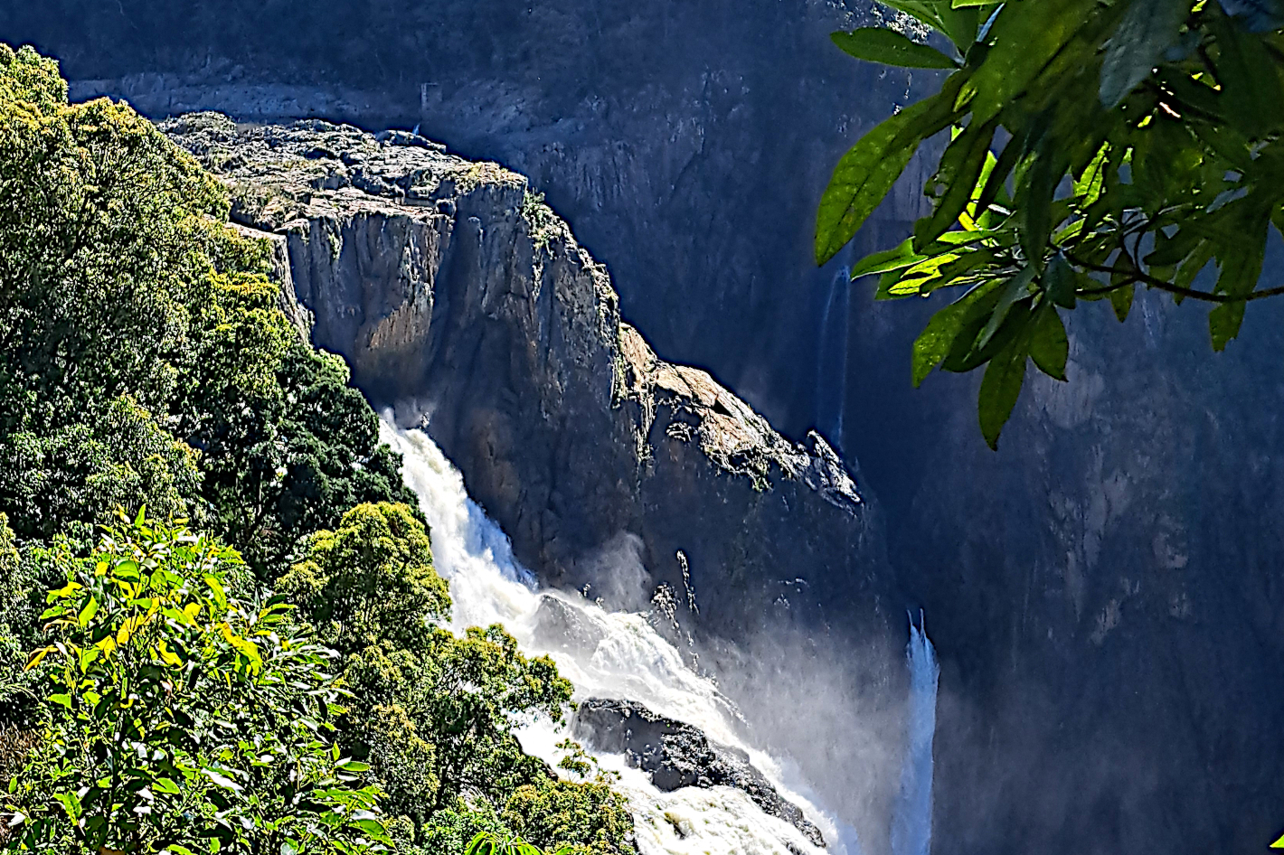Tablelands Rainforest