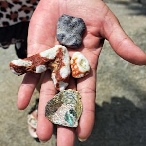 Fitzroy Island Shells